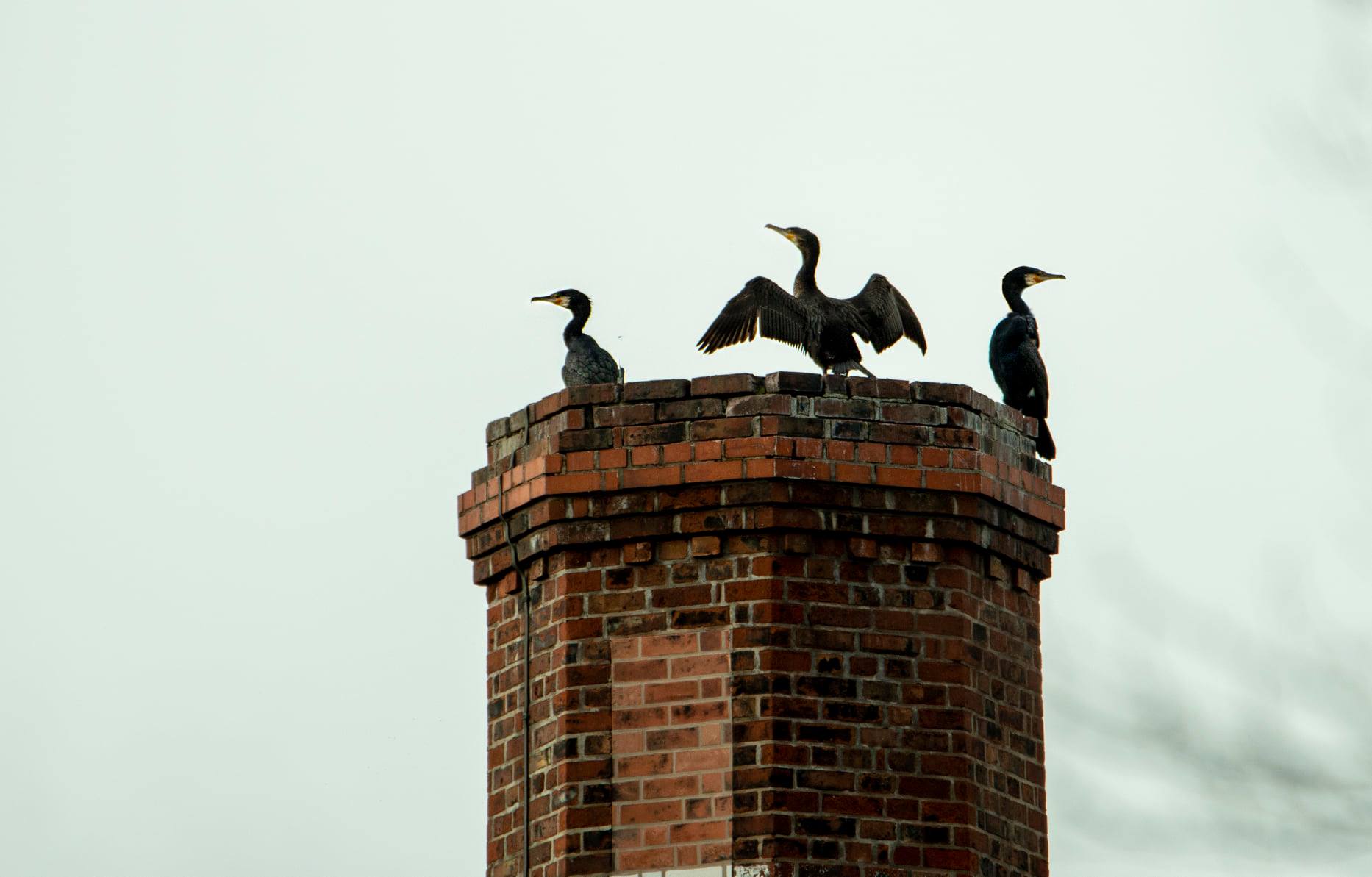 Listed Chimney Restoration